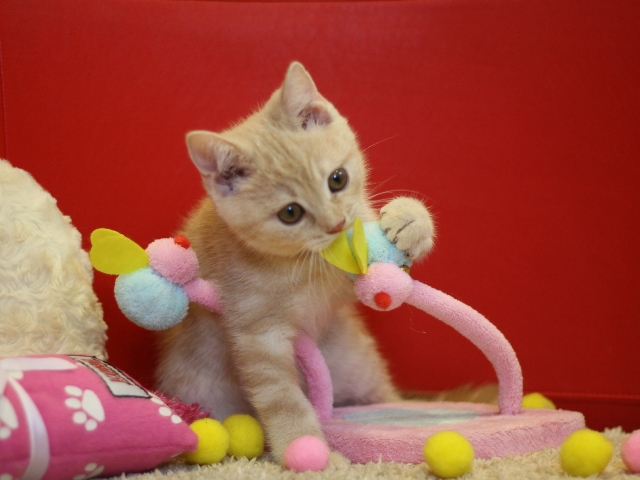 スコティッシュフォールドの子猫画像
