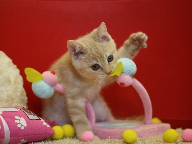 スコティッシュフォールドの子猫画像