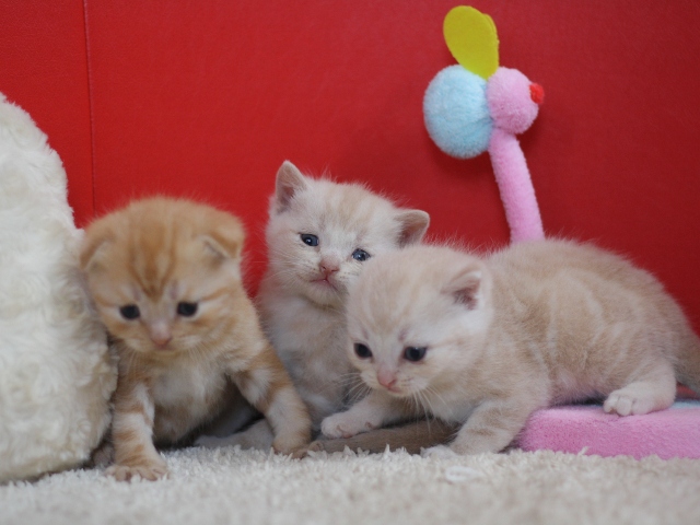 スコティッシュフォールドの子猫画像