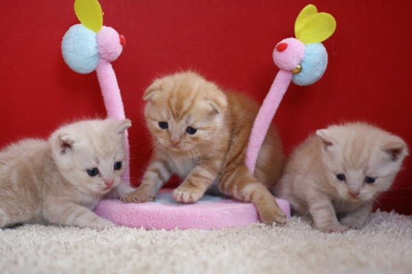 スコティッシュフォールドの子猫画像