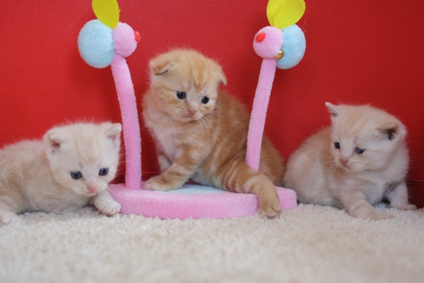 スコティッシュフォールドの子猫画像