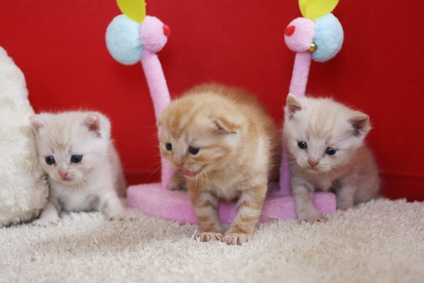 スコティッシュフォールドの子猫画像