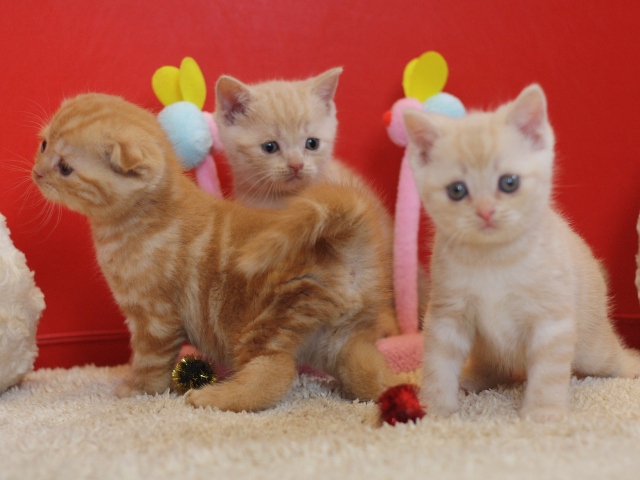 スコティッシュフォールドの子猫画像