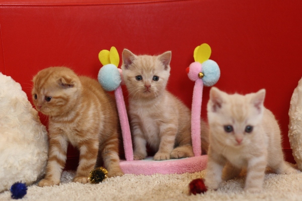 スコティッシュフォールドの子猫画像