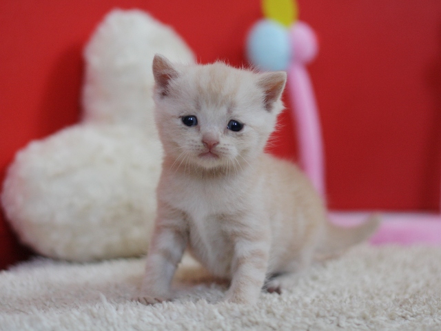 スコティッシュフォールドの子猫画像