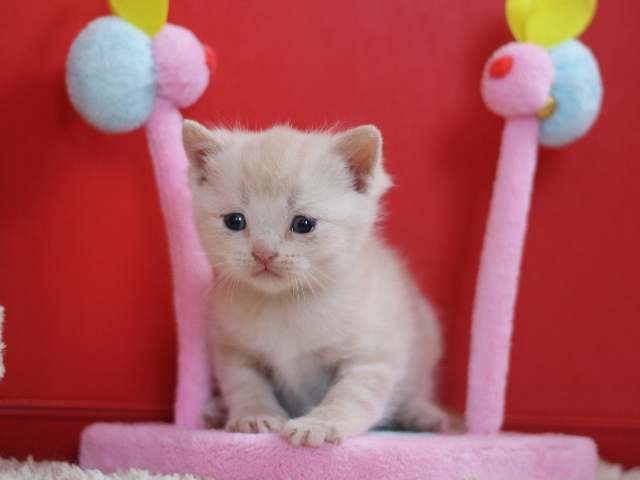 スコティッシュフォールドの子猫画像