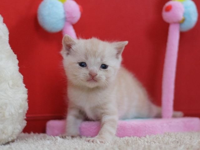 スコティッシュフォールドの子猫画像