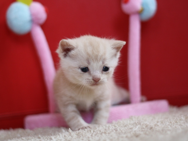 スコティッシュフォールドの子猫画像