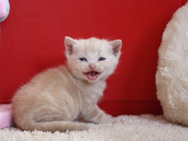 スコティッシュフォールドの子猫画像