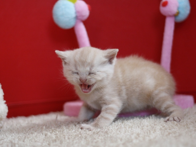 スコティッシュフォールドの子猫画像