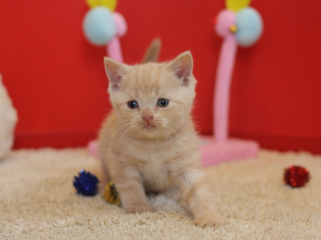 スコティッシュフォールドの子猫画像