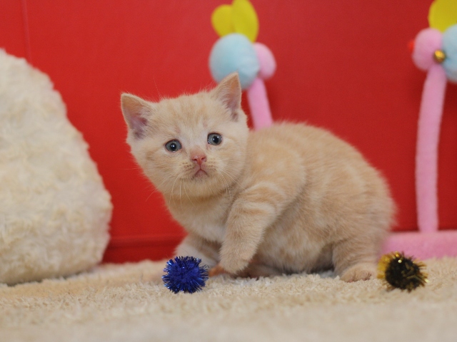 スコティッシュフォールドの子猫画像