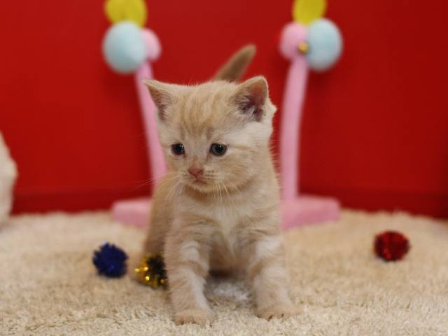 スコティッシュフォールドの子猫画像