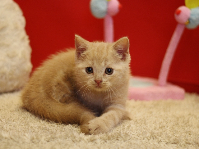 スコティッシュフォールドの子猫画像