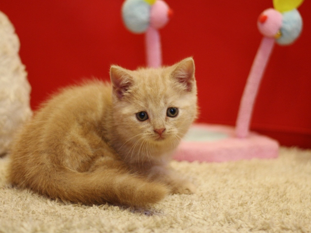 スコティッシュフォールドの子猫画像