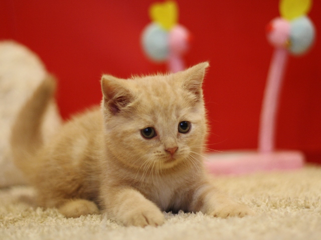 スコティッシュフォールドの子猫画像