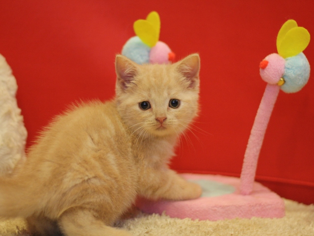 スコティッシュフォールドの子猫画像
