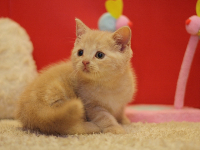 スコティッシュフォールドの子猫画像