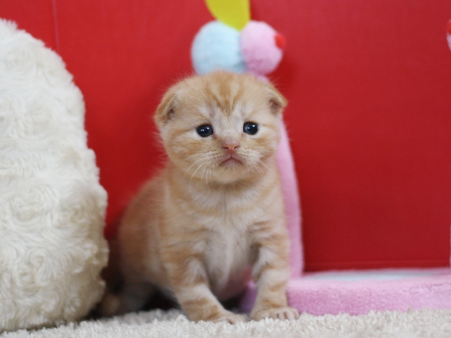 スコティッシュフォールドの子猫画像