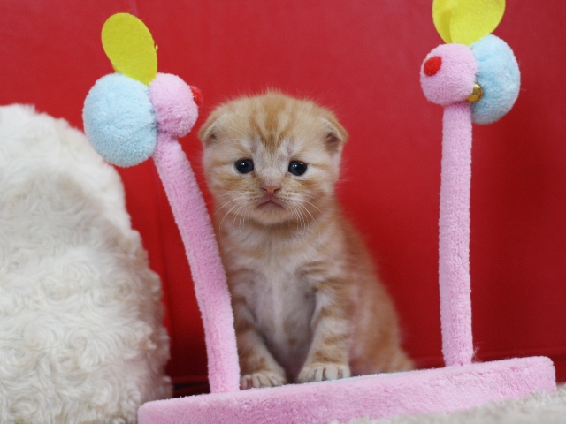 スコティッシュフォールドの子猫画像