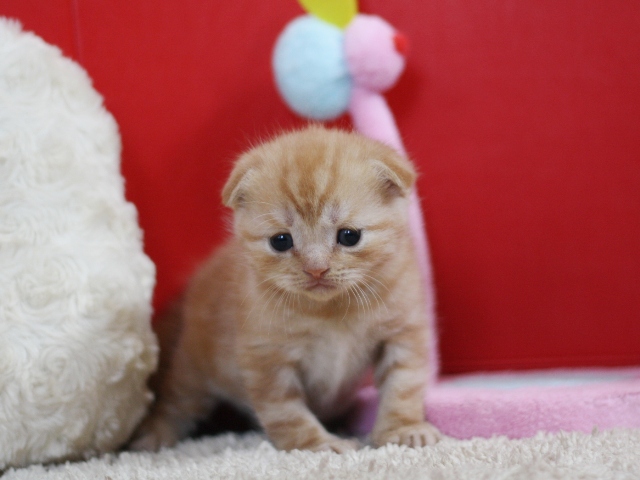 スコティッシュフォールドの子猫画像