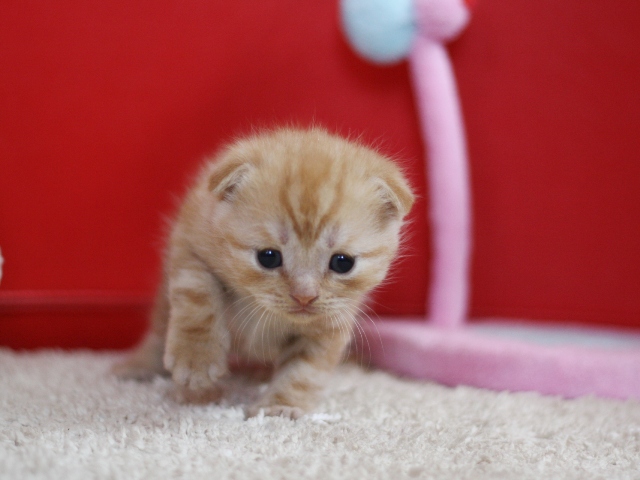 スコティッシュフォールドの子猫画像