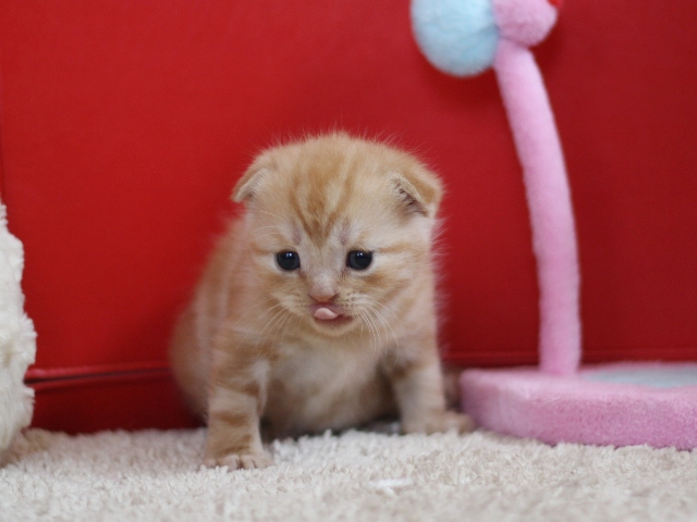 スコティッシュフォールドの子猫画像