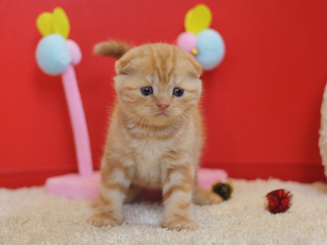 スコティッシュフォールドの子猫画像