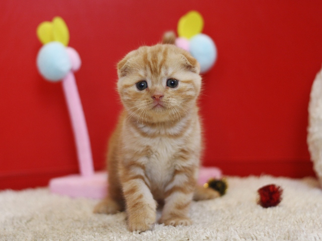 スコティッシュフォールドの子猫画像