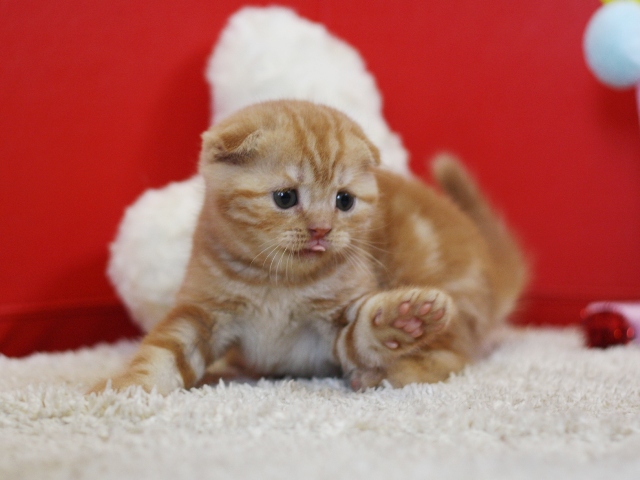 スコティッシュフォールドの子猫画像