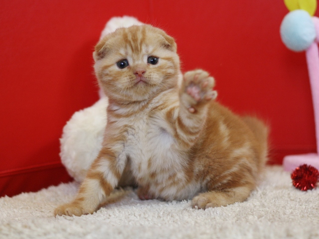 スコティッシュフォールドの子猫画像