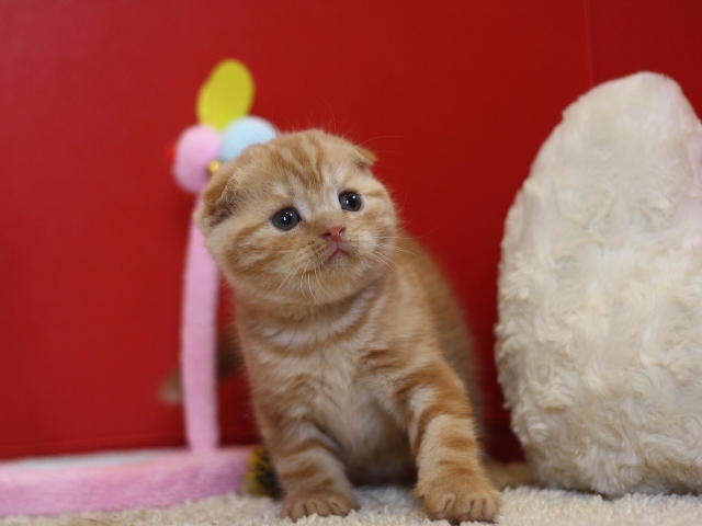 スコティッシュフォールドの子猫画像
