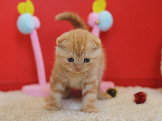 スコティッシュフォールドの子猫画像