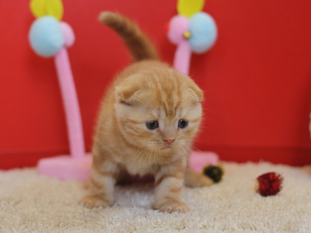 スコティッシュフォールドの子猫画像