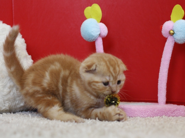 スコティッシュフォールドの子猫画像