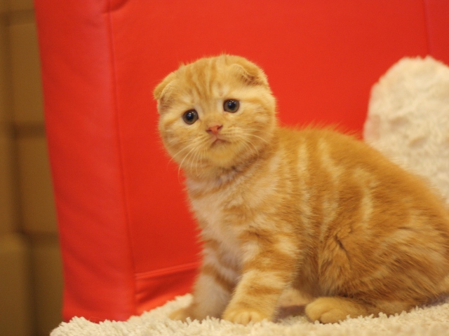 スコティッシュフォールドの子猫画像