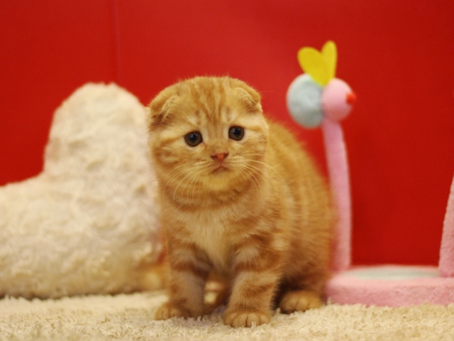 スコティッシュフォールドの子猫画像