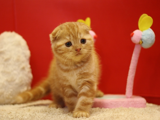スコティッシュフォールドの子猫画像
