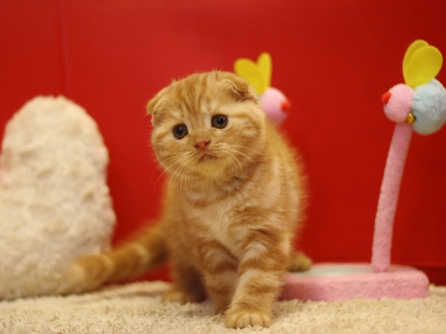 スコティッシュフォールドの子猫画像