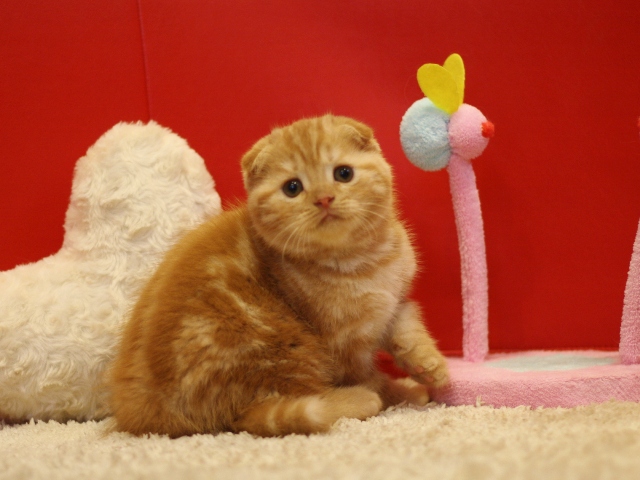 スコティッシュフォールドの子猫画像