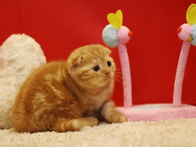 スコティッシュフォールドの子猫画像