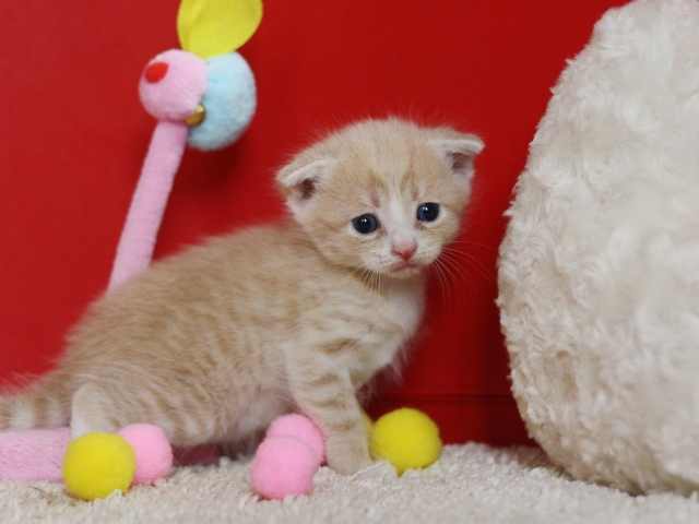 スコティッシュフォールドの子猫画像