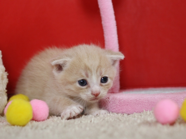 スコティッシュフォールドの子猫画像