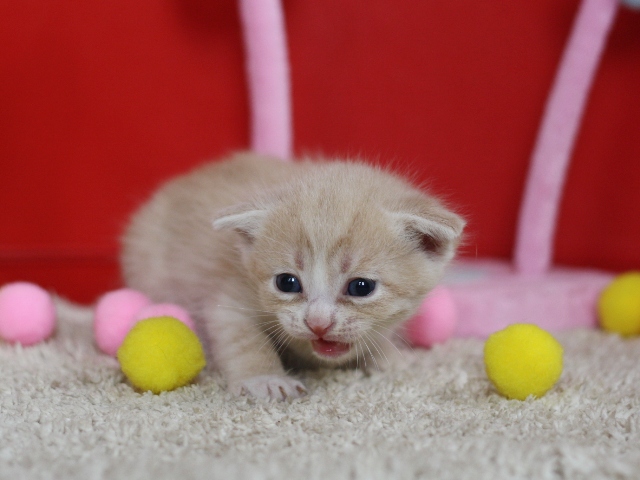 スコティッシュフォールドの子猫画像