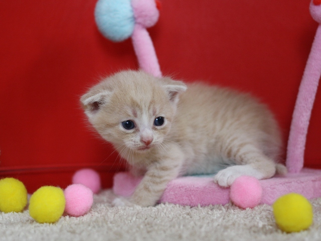 スコティッシュフォールドの子猫画像