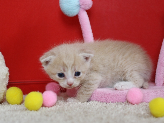 スコティッシュフォールドの子猫画像