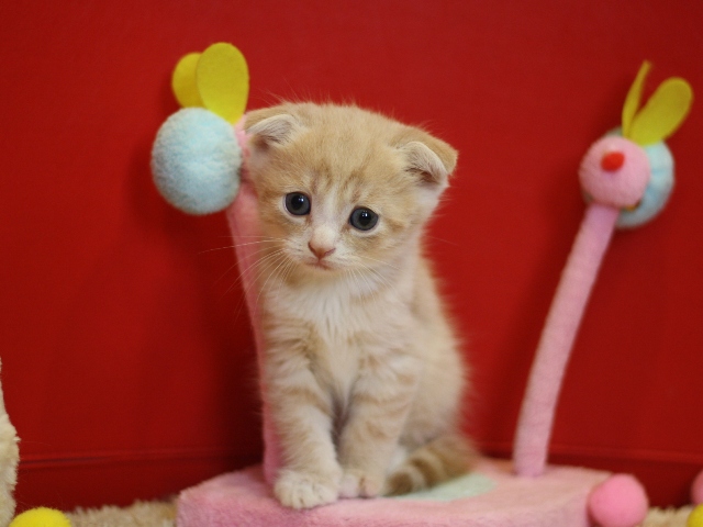 スコティッシュフォールドの子猫画像