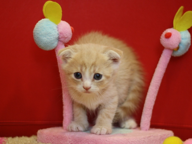 スコティッシュフォールドの子猫画像