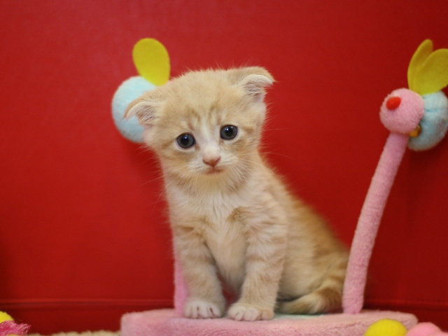スコティッシュフォールドの子猫画像