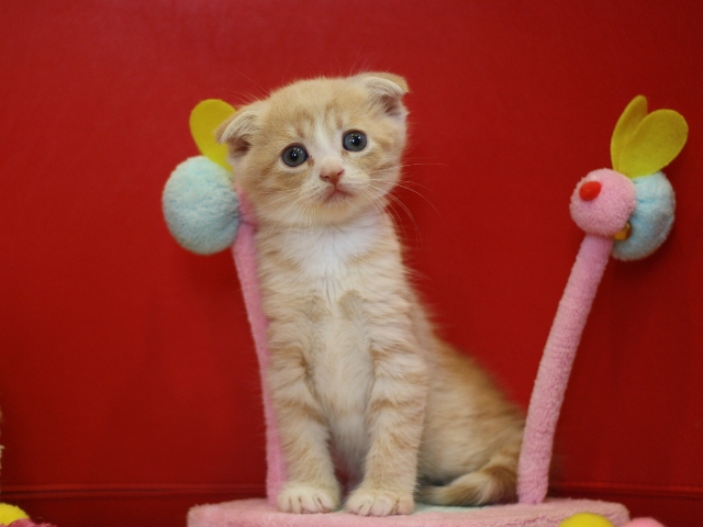 スコティッシュフォールドの子猫画像